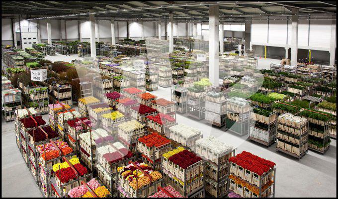 bloemen en planten vvbvanbree     1090